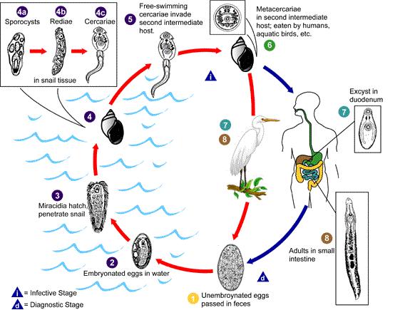 Представитель Семейства Echinostomatidae